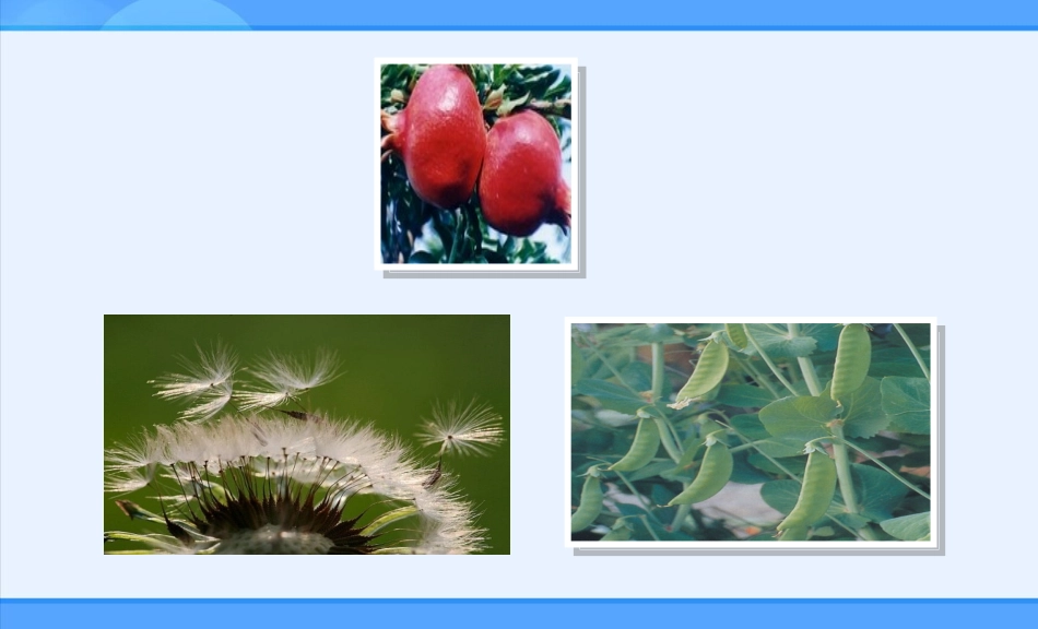 二年级上册3植物妈妈有办法课件1_第3页