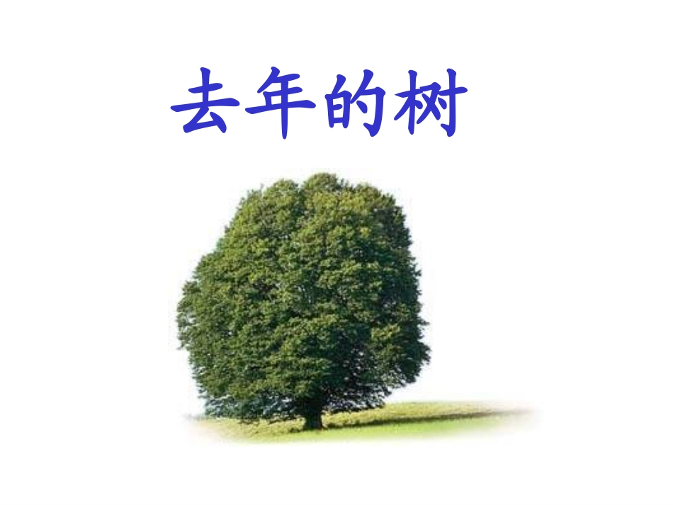 《去年的树》课件_第1页