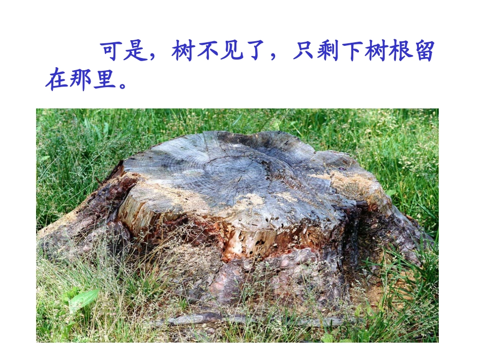 《去年的树》课件_第3页