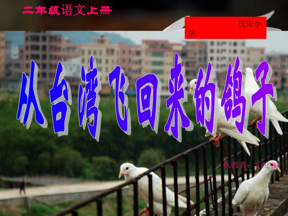 二年级语文课件——从台湾飞回来的鸽子_第1页