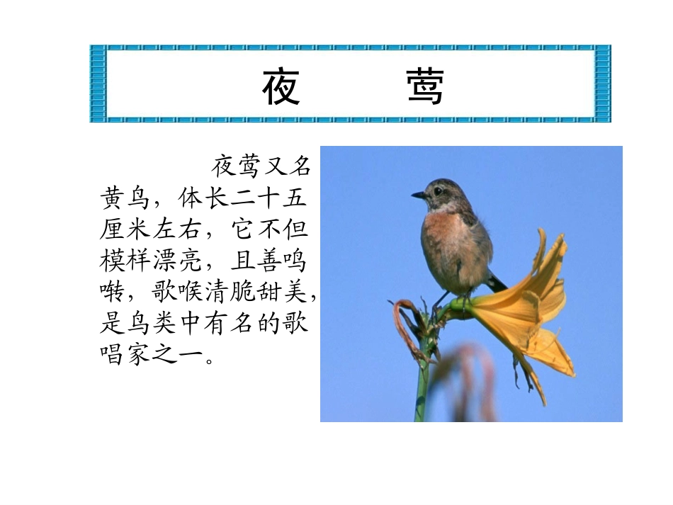 夜莺的歌声(完美版)_第3页