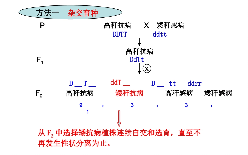 从杂交育种到基因工程_第3页