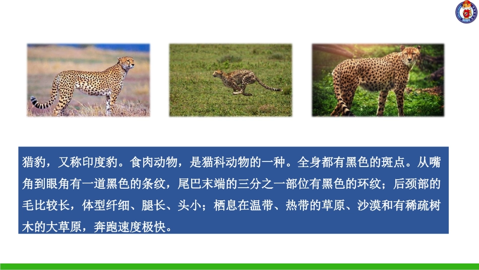 -什么比猎豹的速度更快-第一课时 ()_第2页