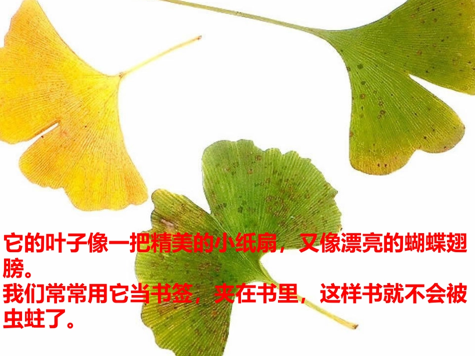 介绍家乡的一种特产_第3页