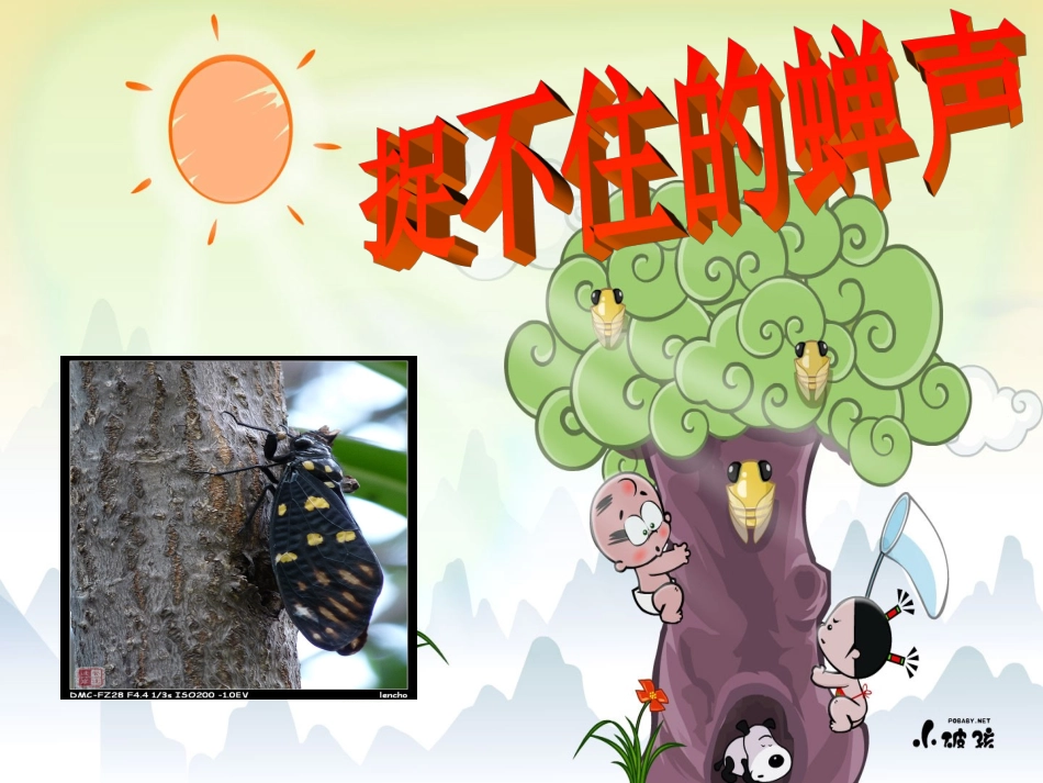 《捉不住的蝉声》_第1页