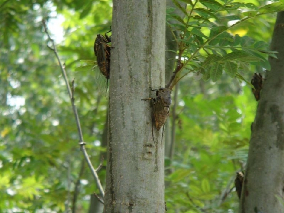 《捉不住的蝉声》_第2页