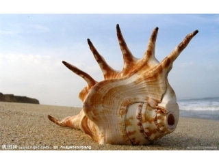 花花绿绿的贝壳