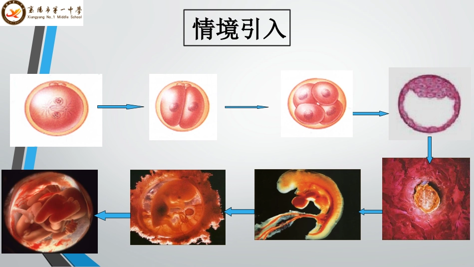 细胞分化PPT_第2页