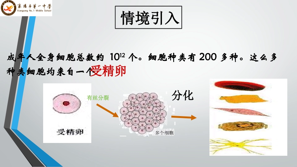 细胞分化PPT_第3页
