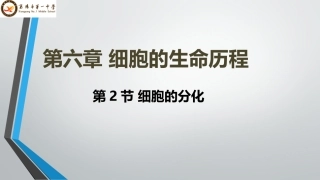细胞分化PPT