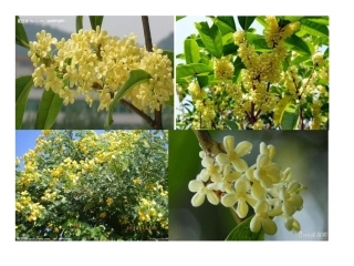 桂花雨2_PPT课件