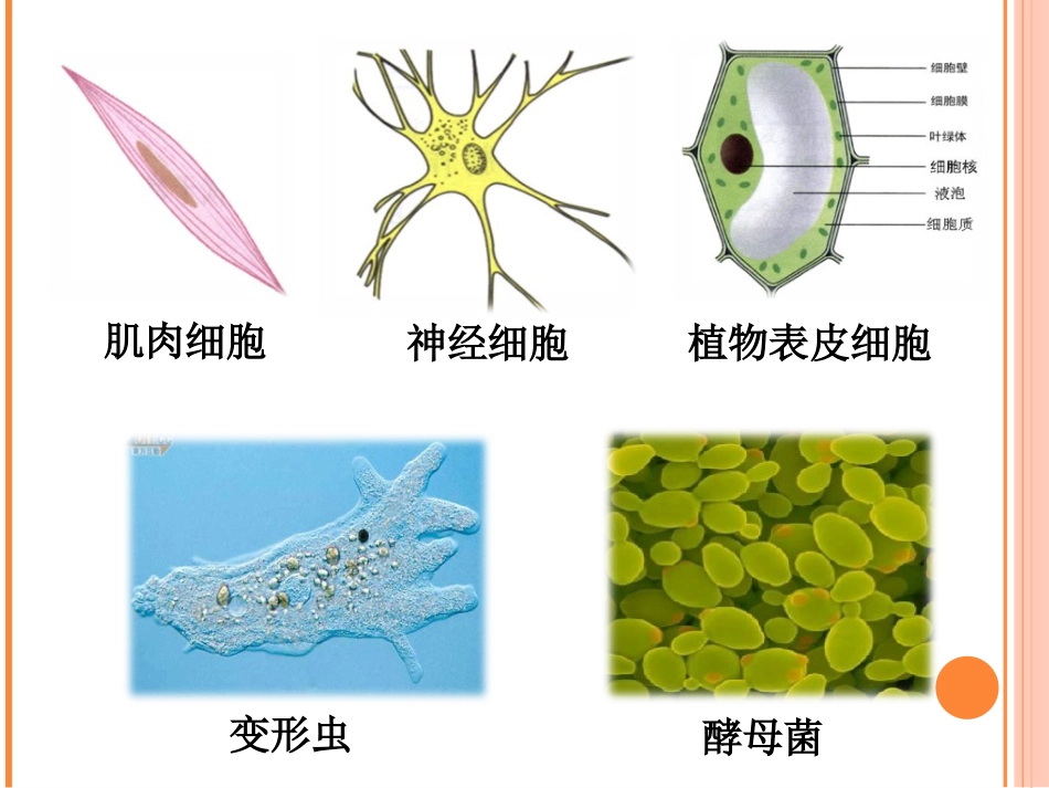 细胞的多样性和统一性课件【新教材】人教版（）高中生物必修一(共张PPT)_第2页