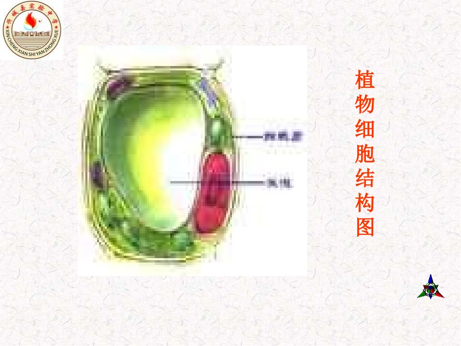 第二节基因在亲子代间的传递_第3页