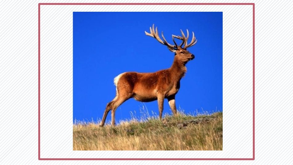 《鹿角和鹿腿》_第3页