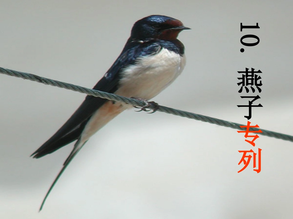 人教新课标三年级语文下册《燕子专列5》PPT课件_第2页