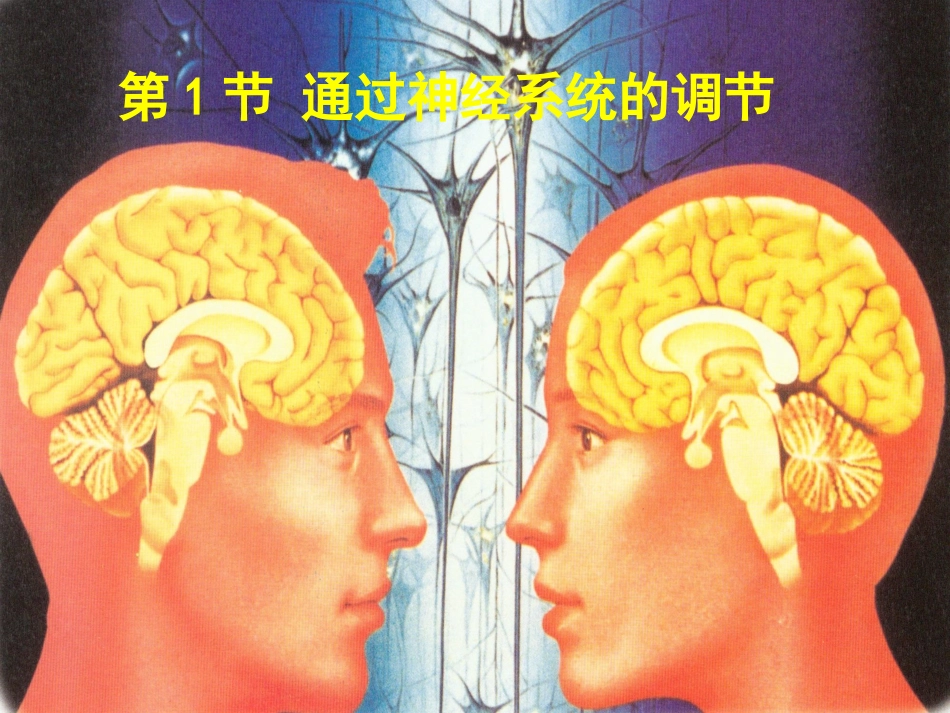 通过神经系统的调节-_第3页