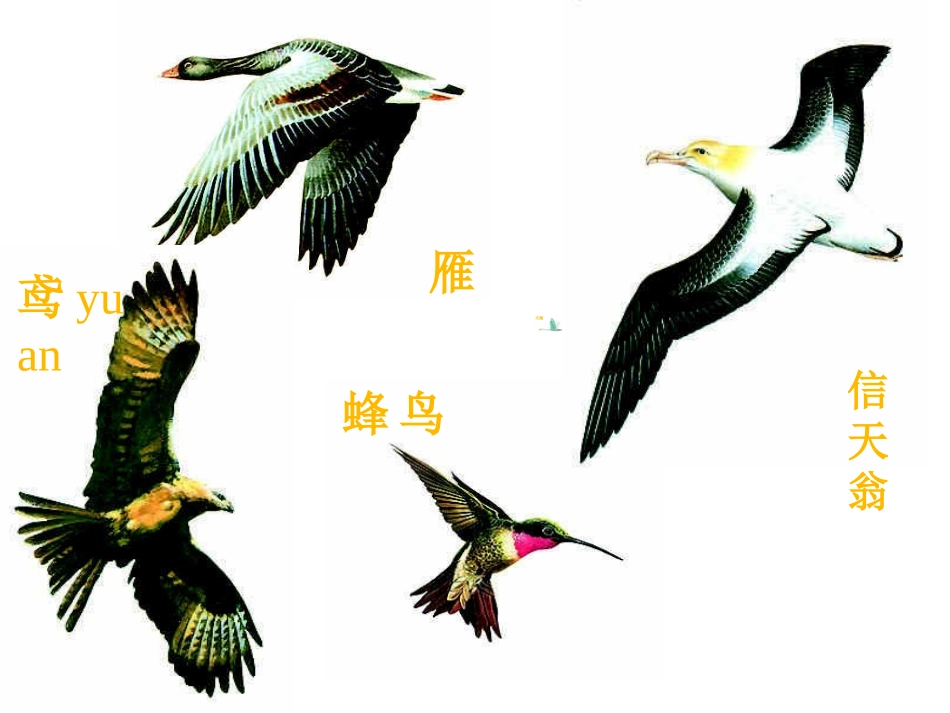 第三节空中飞行的动物_第3页