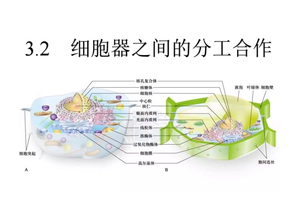 细胞器之间的分工合作第一课时_第1页