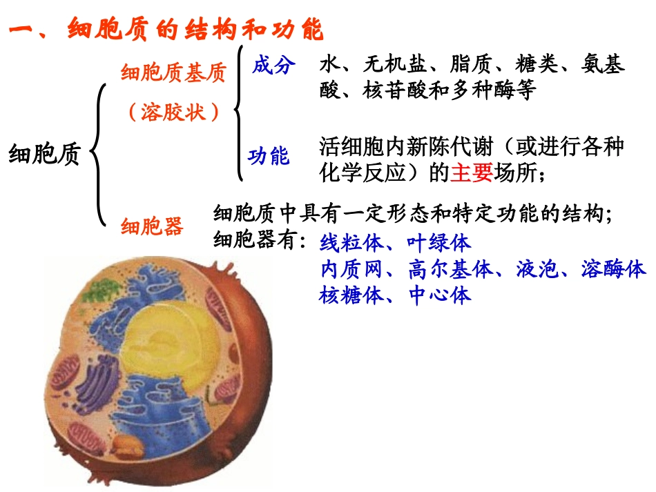 细胞器之间的分工合作第一课时_第3页