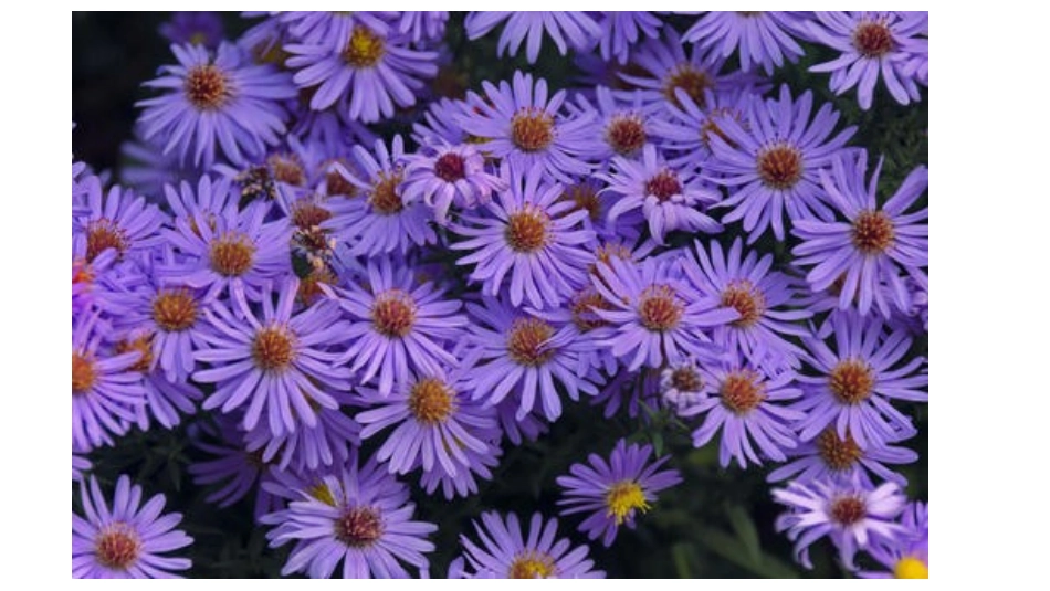 家乡的秋天资料包_第3页