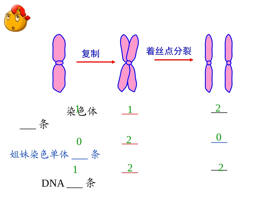 人教版生物必修二21减数分裂和受精作用新课_第2页