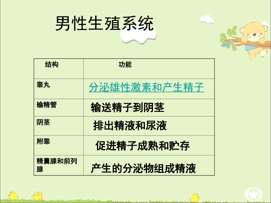 人的生殖、青春期_第3页