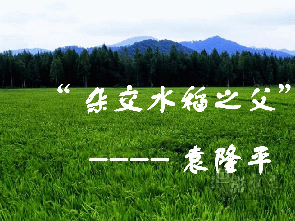 第8课《杂交水稻之父-袁隆平》_第1页