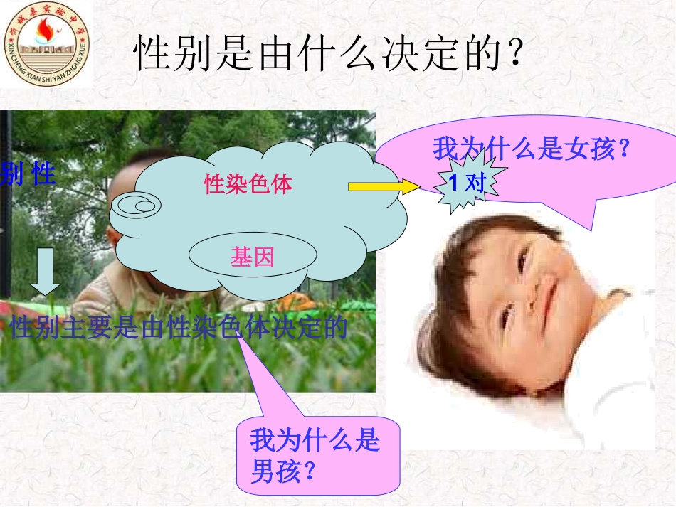 第四节人的性别遗传_第3页