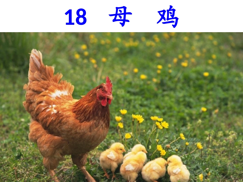 公开课《母鸡》_第3页