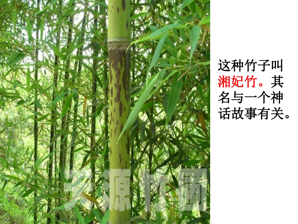 《湘夫人》精品优秀课件_第1页