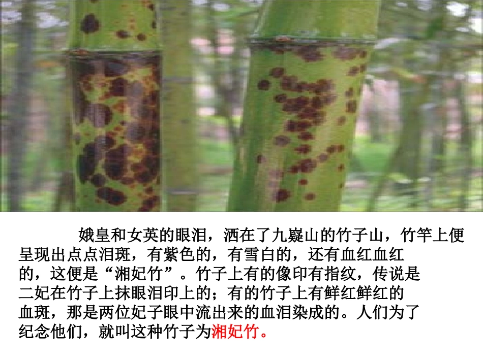 《湘夫人》精品优秀课件_第3页