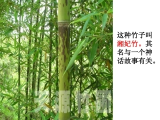 《湘夫人》精品优秀课件