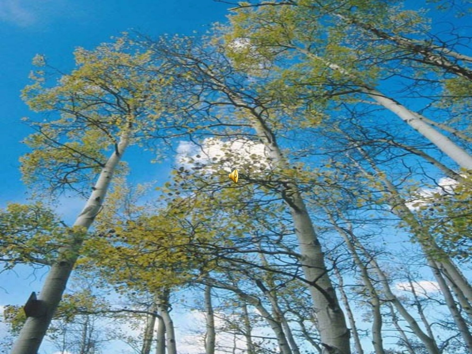 《白杨礼赞》课件 (2)_第1页