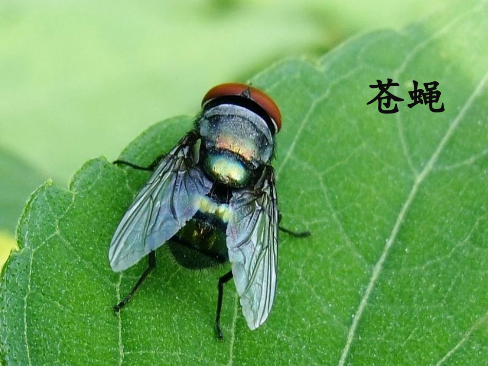 《昆虫备忘录》_第2页