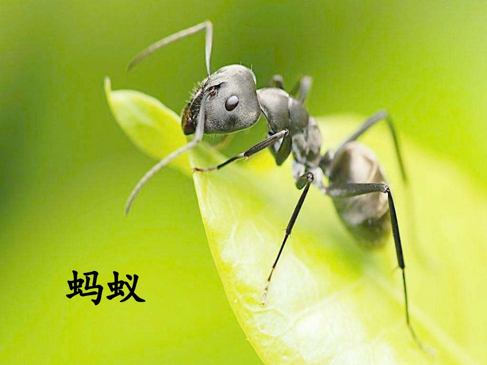 《昆虫备忘录》_第3页