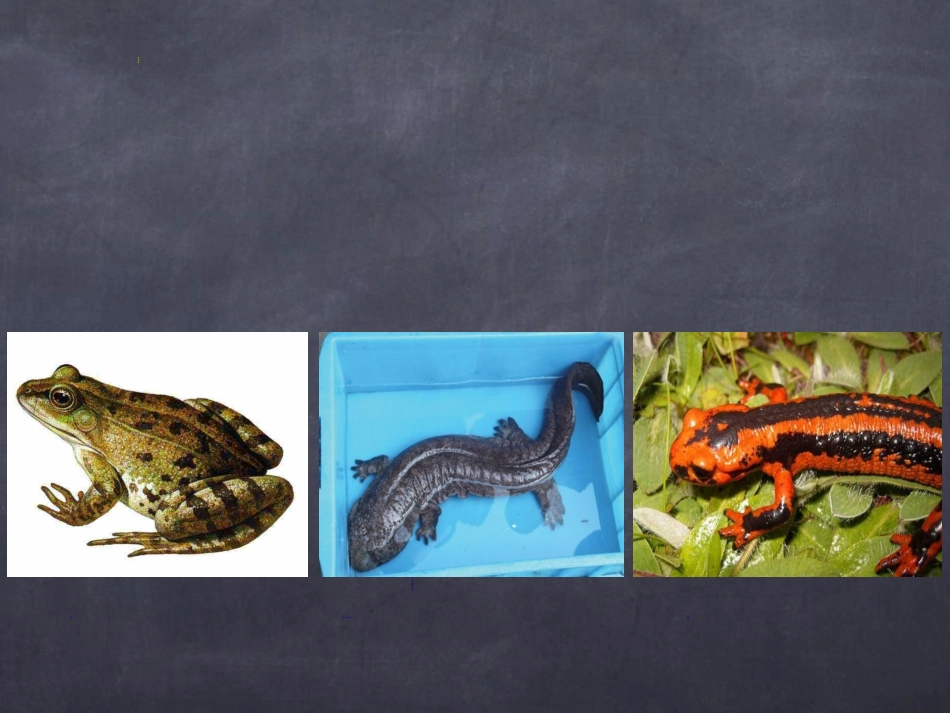 人教版八年级生物下册13两栖动物的生殖和发育课件(共26张PPT)_第2页