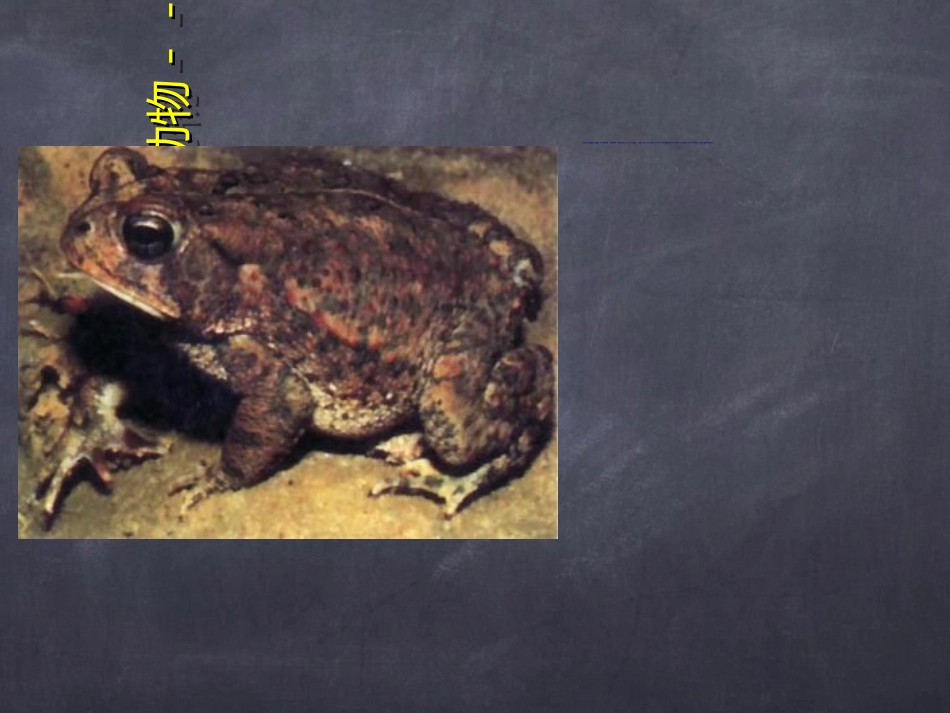 人教版八年级生物下册13两栖动物的生殖和发育课件(共26张PPT)_第3页