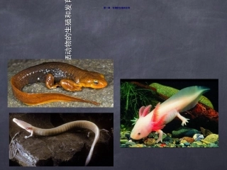 人教版八年级生物下册13两栖动物的生殖和发育课件(共26张PPT)