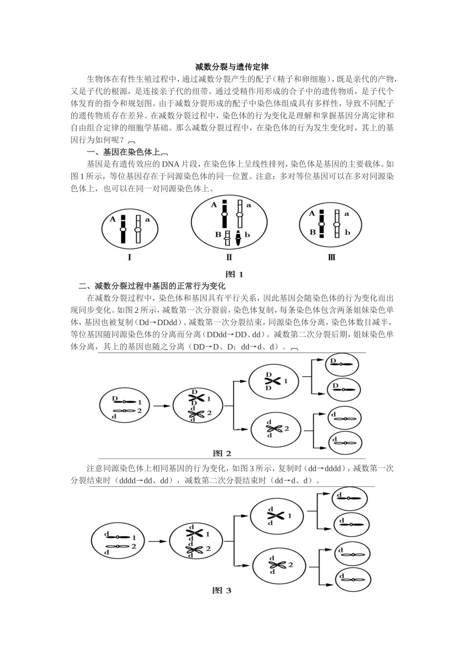 减数分裂与遗传定律_第1页