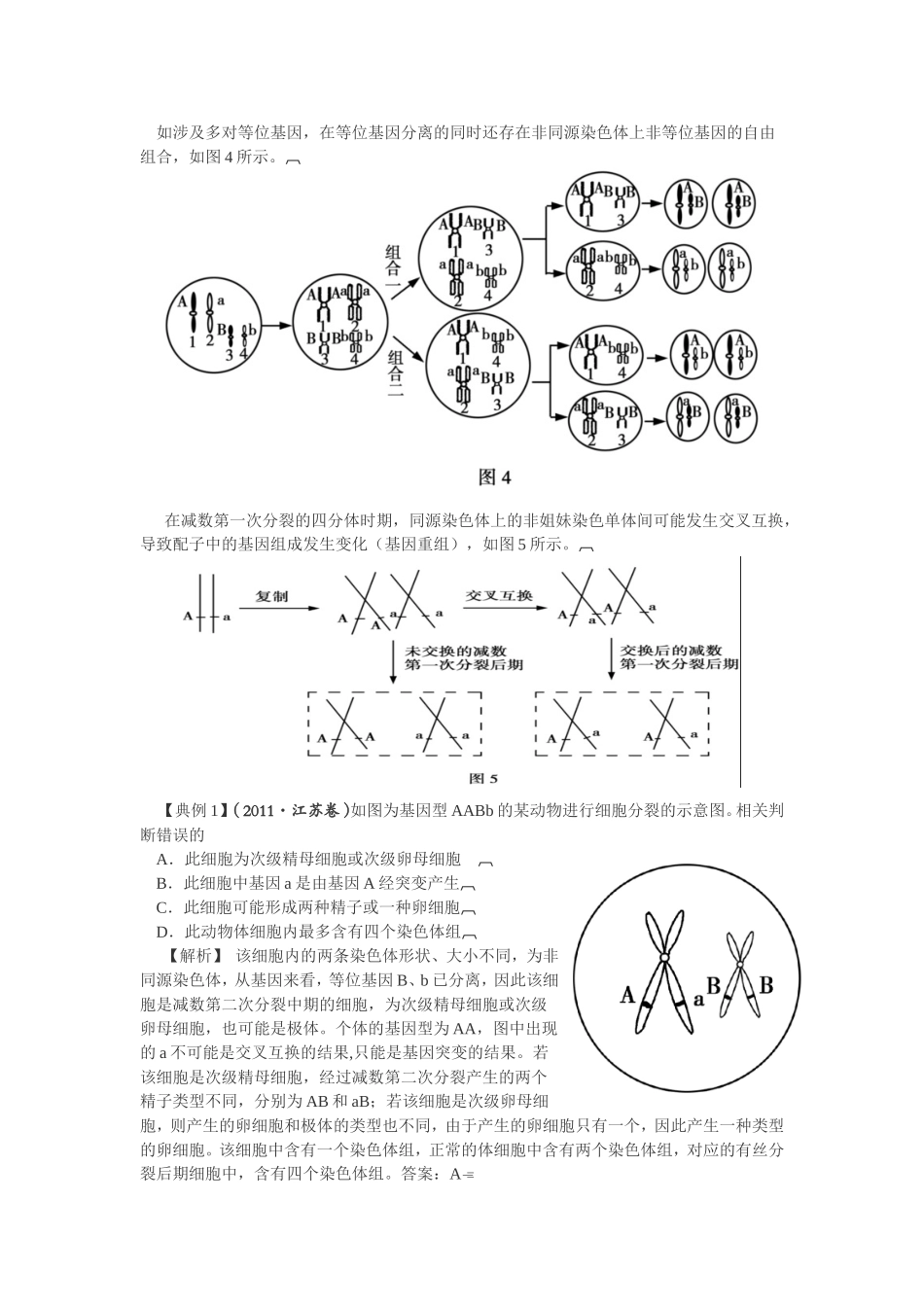 减数分裂与遗传定律_第2页