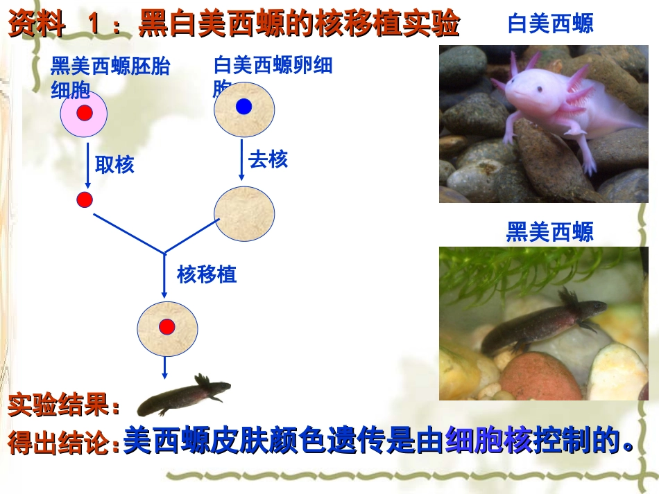 细胞核——系统的控制中心_第2页