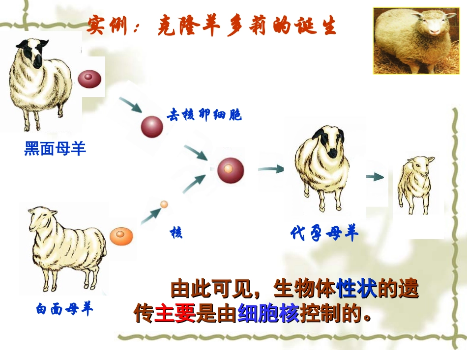 细胞核——系统的控制中心_第3页