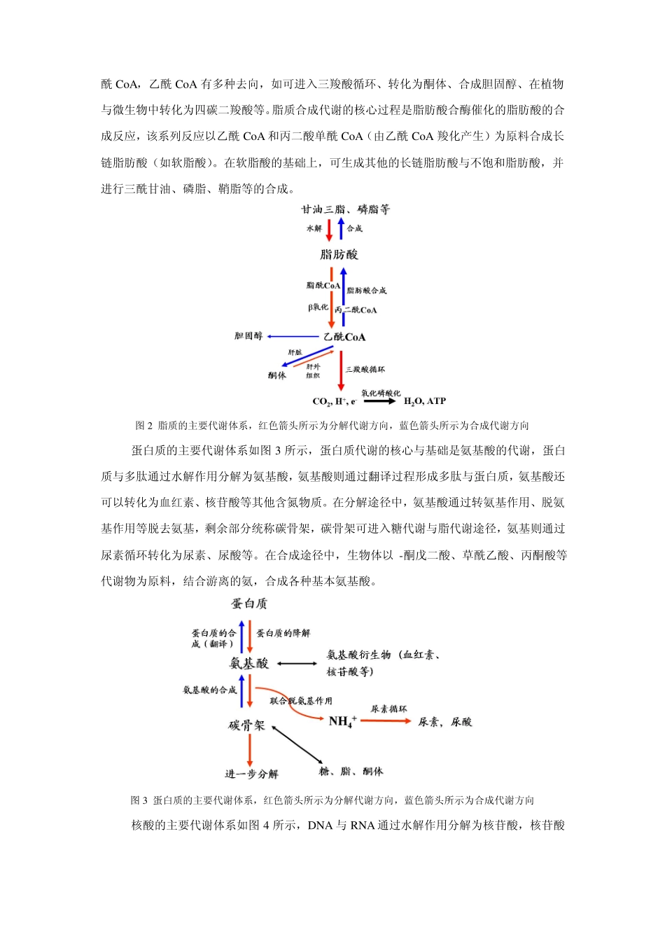 新陈代谢的网络体系_第2页