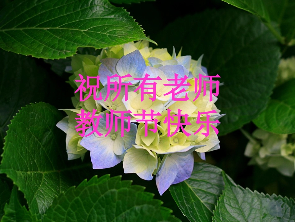 祝所有老师教师节快乐_第1页