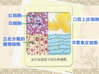 细胞多样性和统一性课件