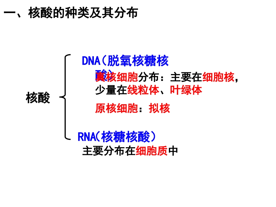 核酸是遗传信息的携带者_第3页