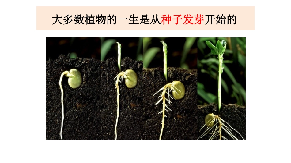 五上1-1+1-2《种子发芽实验》_第2页