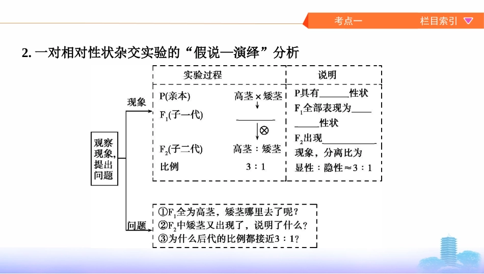 第13讲　基因的分离定律_第3页