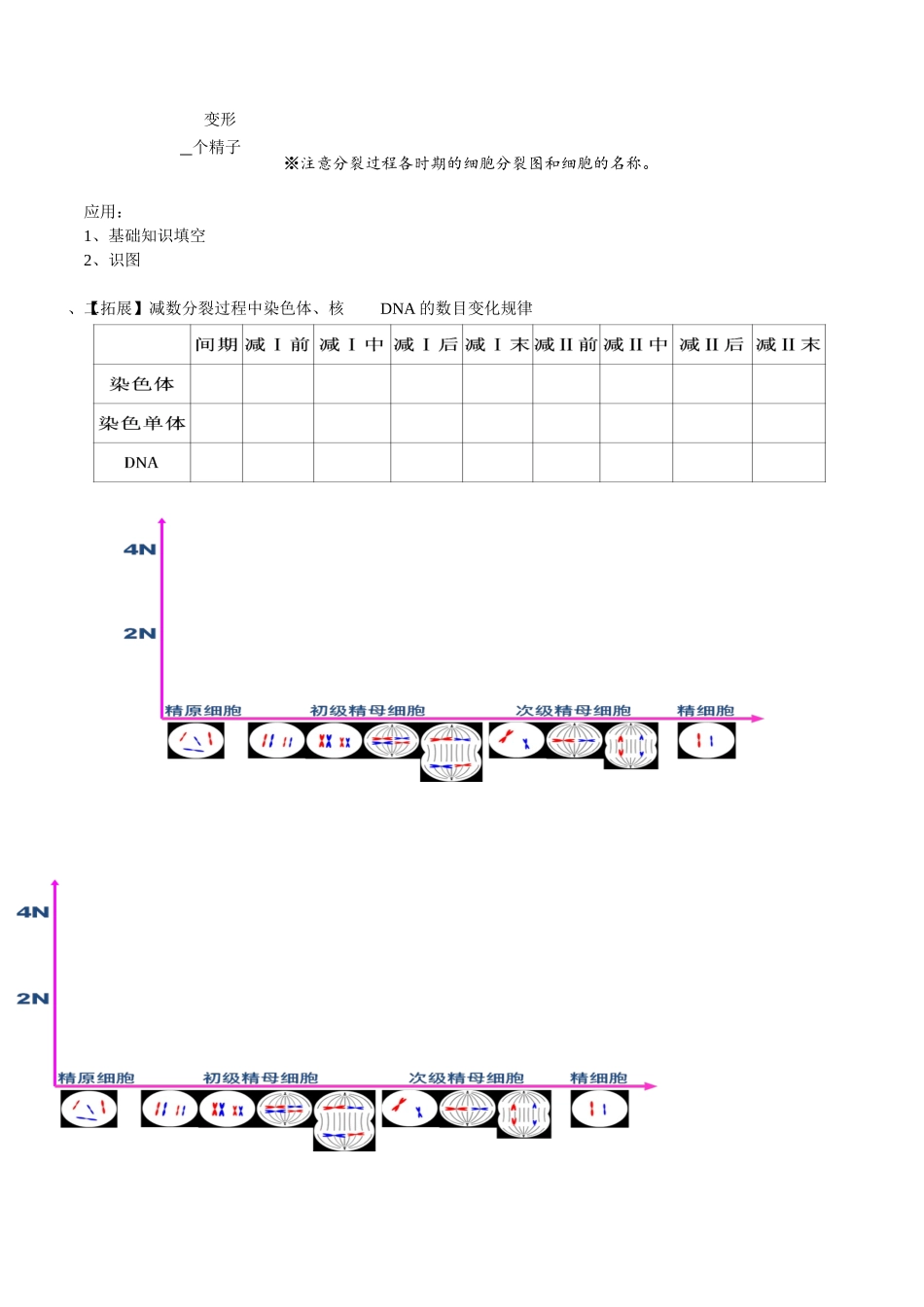 减数分裂教学设计_第2页