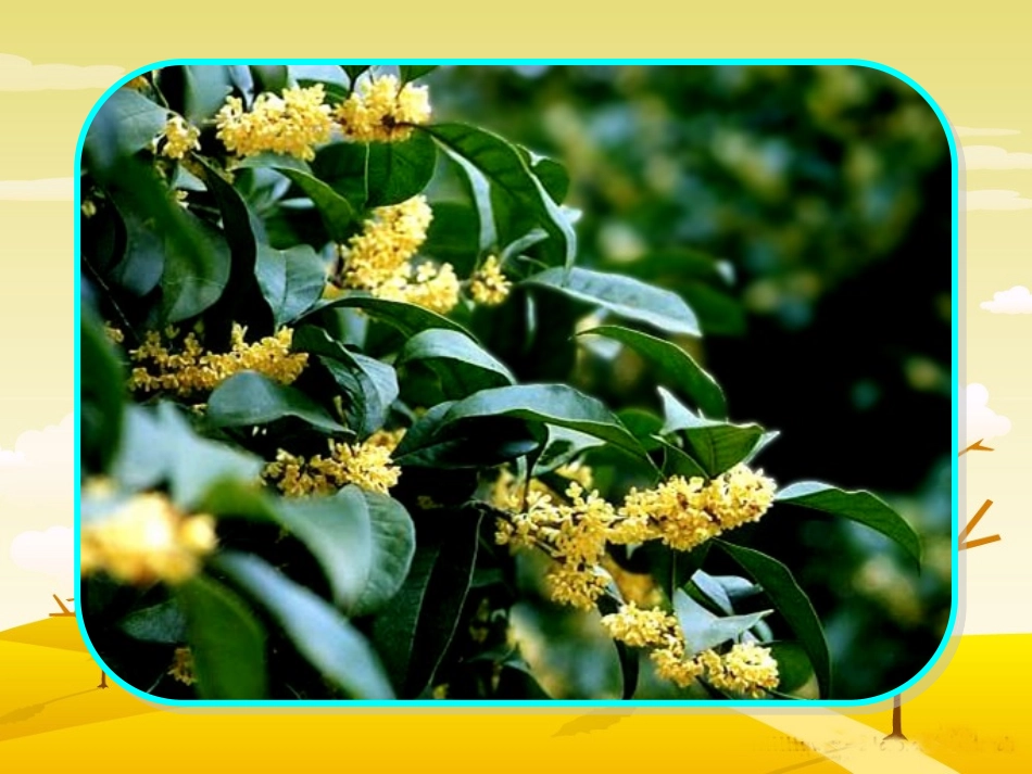 《桂花雨》课件_第2页